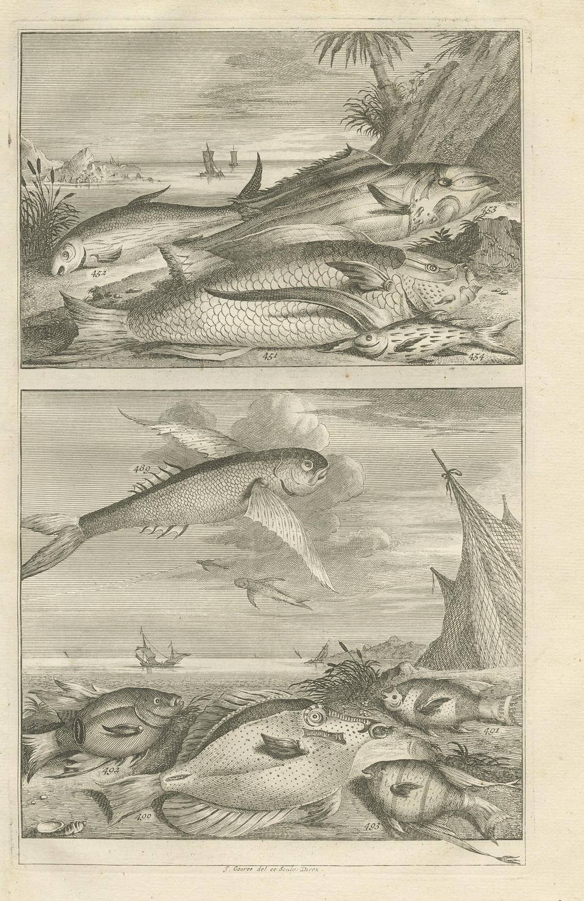 Untitled Antique Print of Fish Species No. 451, Indonesia, 1726