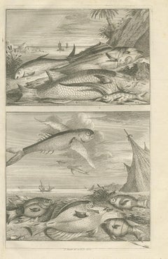 Untitled Antique Print of Fish Species No. 451, Indonesia, 1726