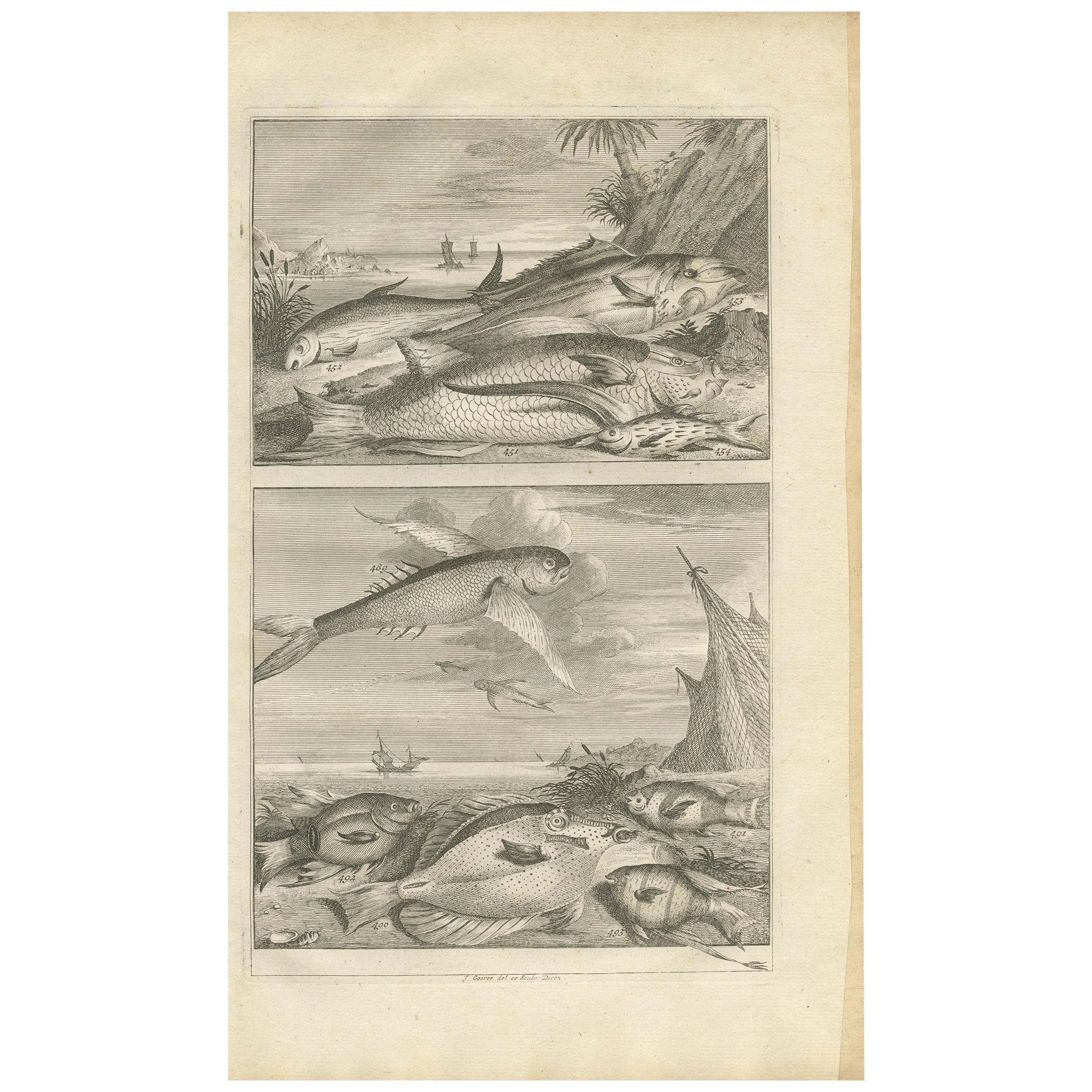 Impression ancienne de spécimens de poissons « N° 451 » par Valentijn, 1726