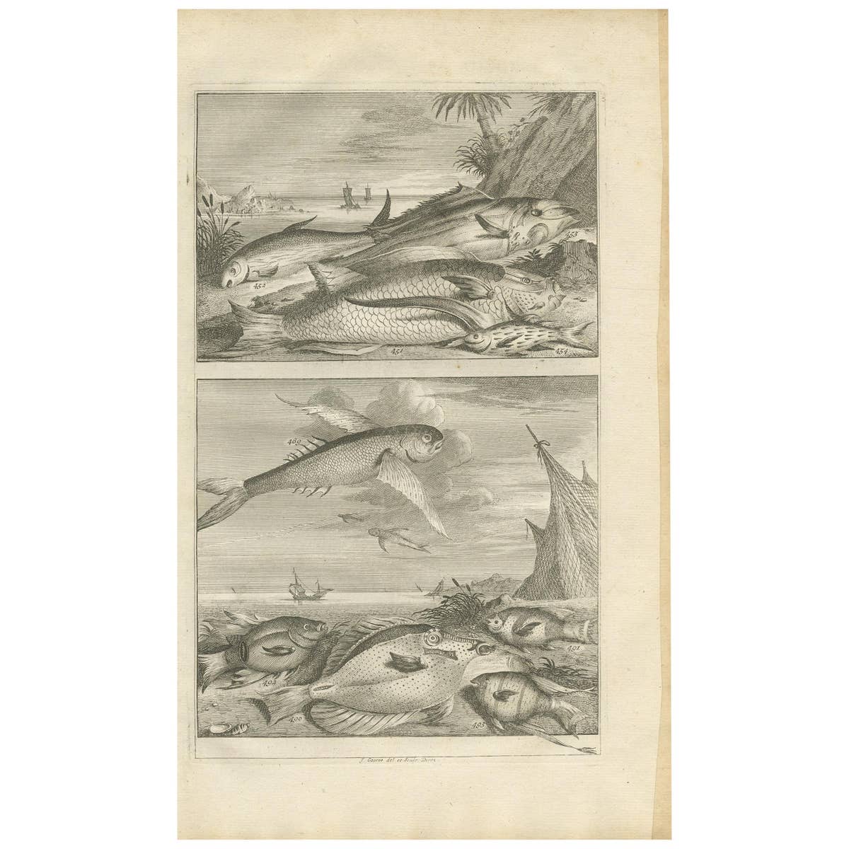 Untitled Antique Print of Fish Species No. 451, Indonesia, 1726