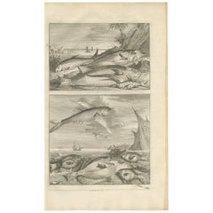 Impression ancienne de spécimens de poissons « N° 451 » par Valentijn, 1726