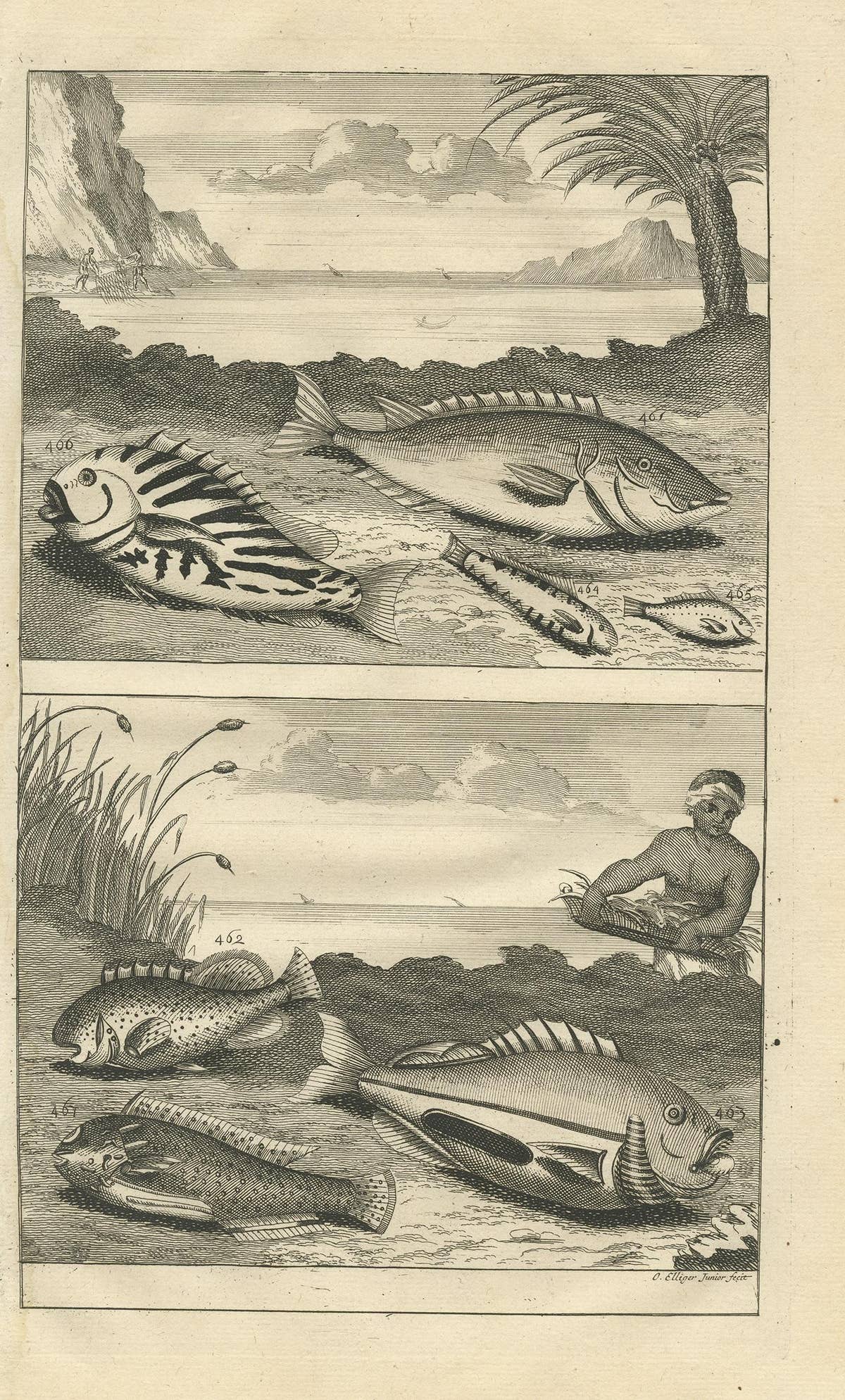 Antique Print of Fish Species 'no. 461' by Valentijn '1726'