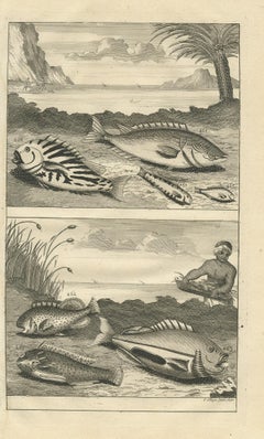Antique Print of Fish Species 'no. 461' by Valentijn '1726'