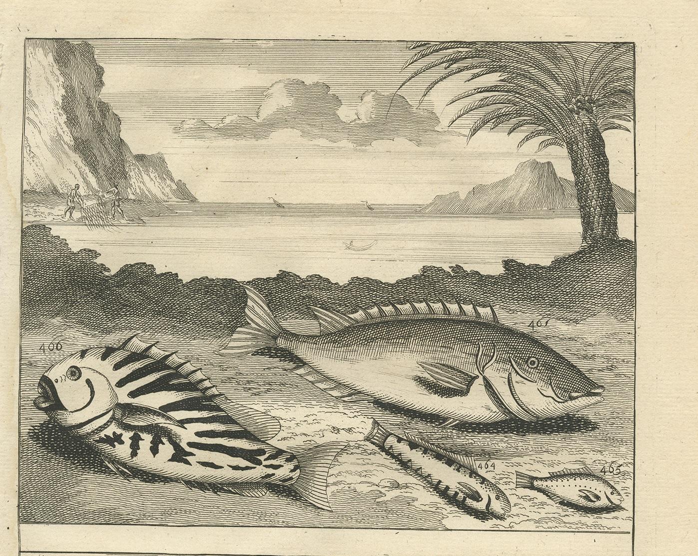 Dutch Antique Print of Fish Species 'no. 461' by Valentijn '1726' For Sale