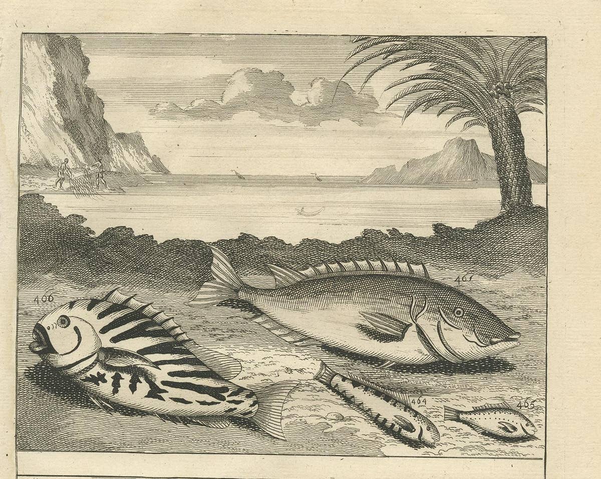 Antique Print of Fish Species 'no. 461' by Valentijn '1726'