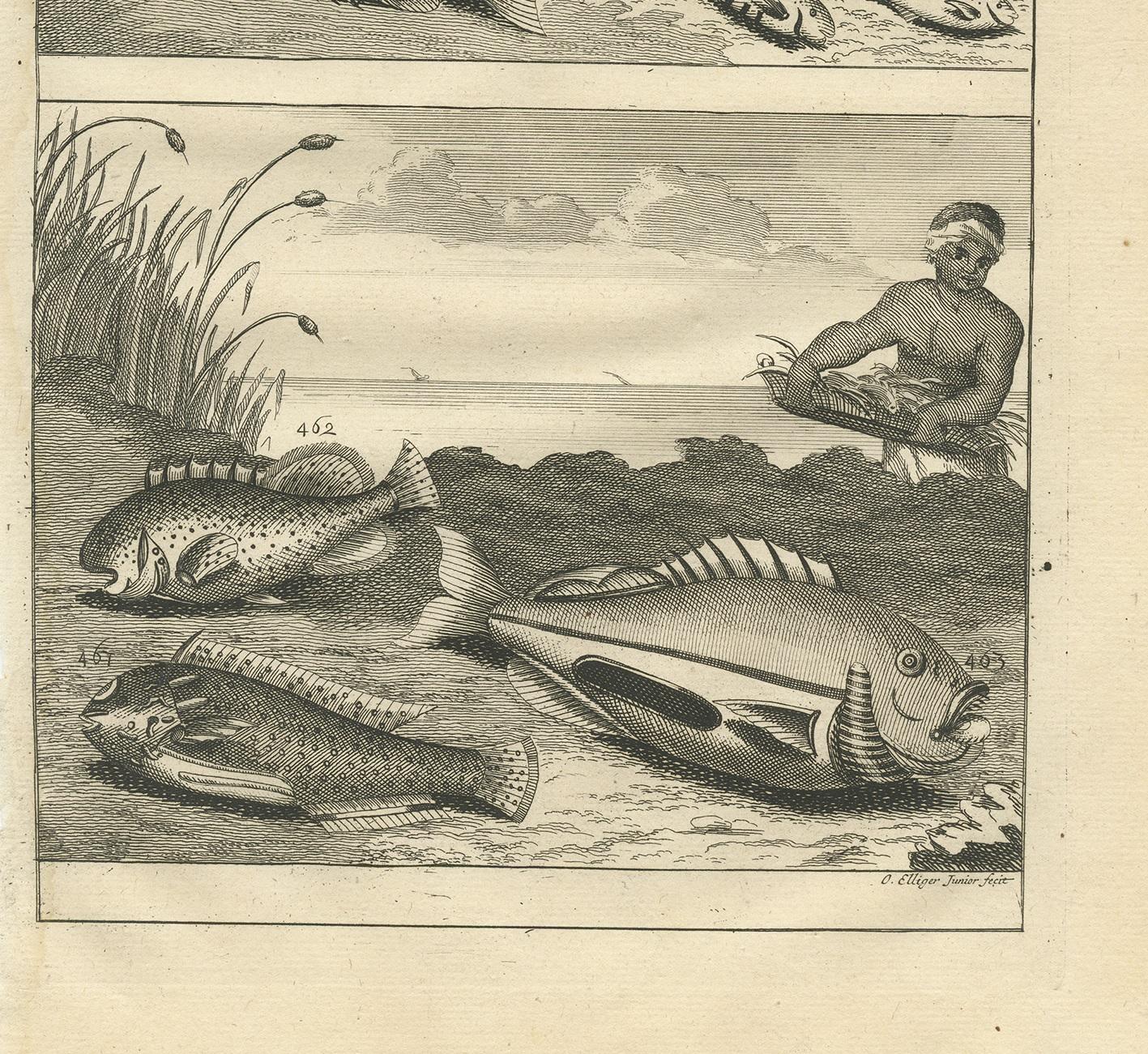 Antiker antiker Druck von Fischexemplaren „no. 461“ von Valentijn '1726 im Zustand „Gut“ im Angebot in Langweer, NL