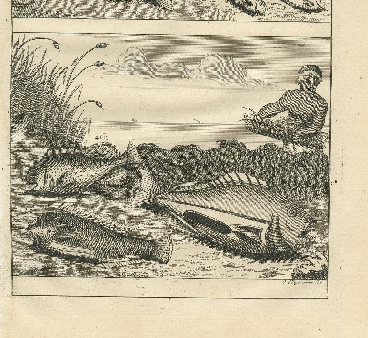 Antique Print of Fish Species 'no. 461' by Valentijn '1726'