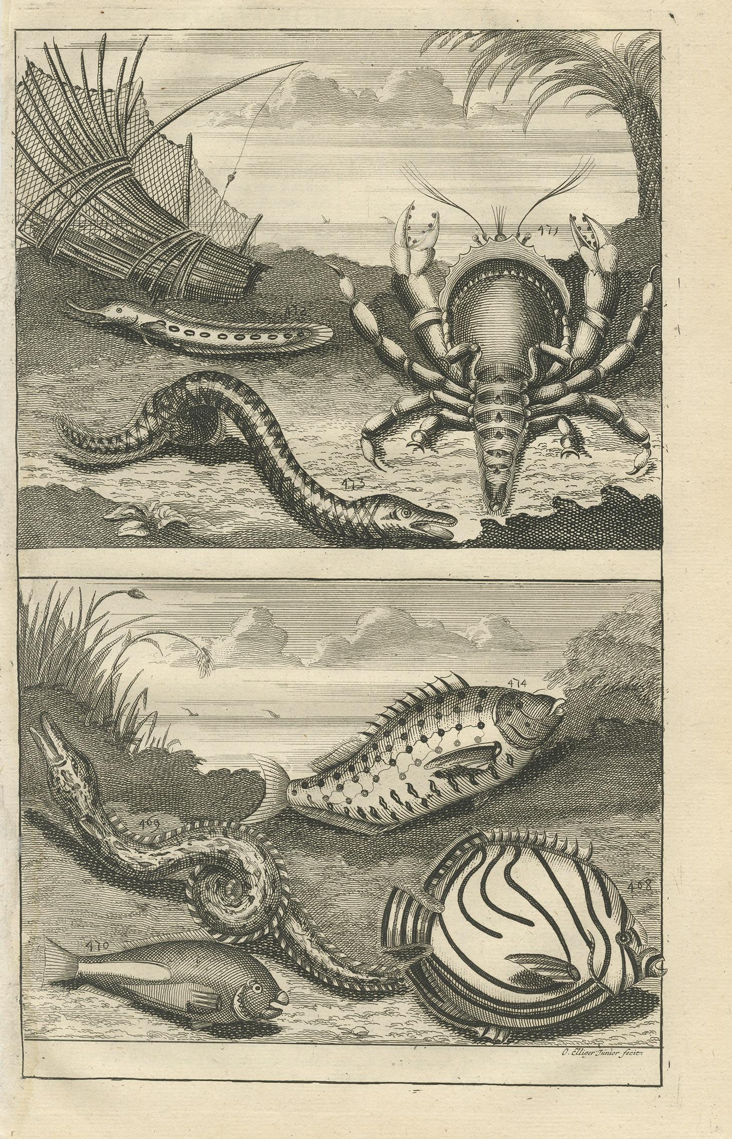 Untitled print of various fish species from Indonesia. This print originates from 'Oud en Nieuw Oost-Indiën' by F. Valentijn.
