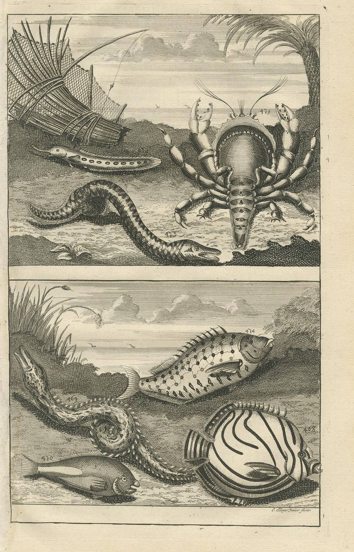 Antique Print of Fish Species 'No. 468' by Valentijn, 1726