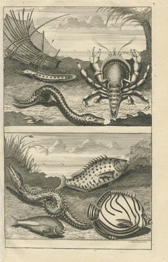 Antique Print of Fish Species 'No. 468' by Valentijn, 1726