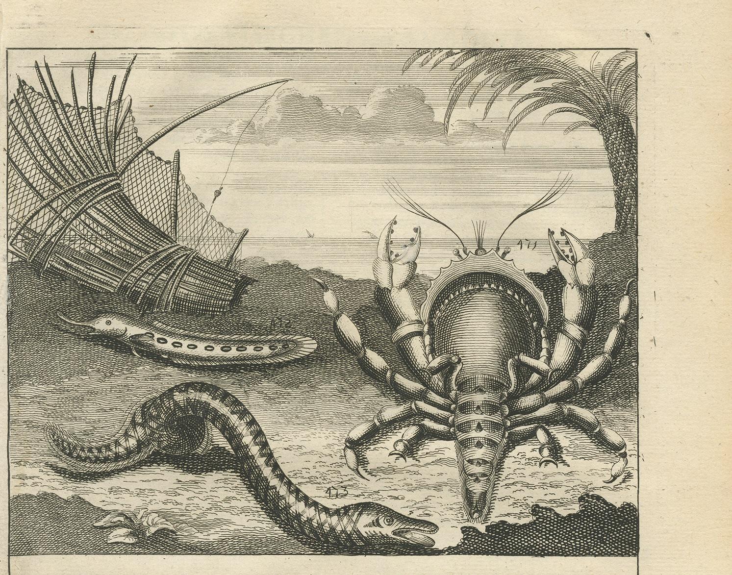 Antiker antiker Druck von Fischexemplaren „Nr. 468“ von Valentijn, 1726 (Niederländisch) im Angebot