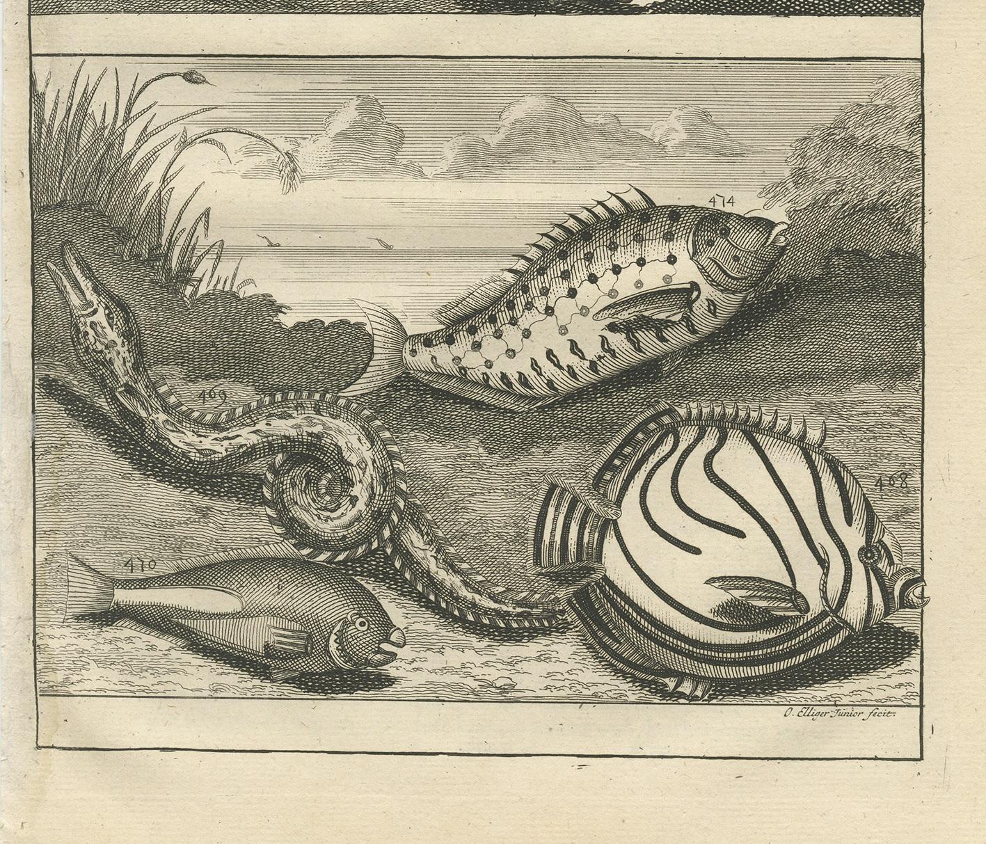 Antiker antiker Druck von Fischexemplaren „Nr. 468“ von Valentijn, 1726 im Zustand „Gut“ im Angebot in Langweer, NL