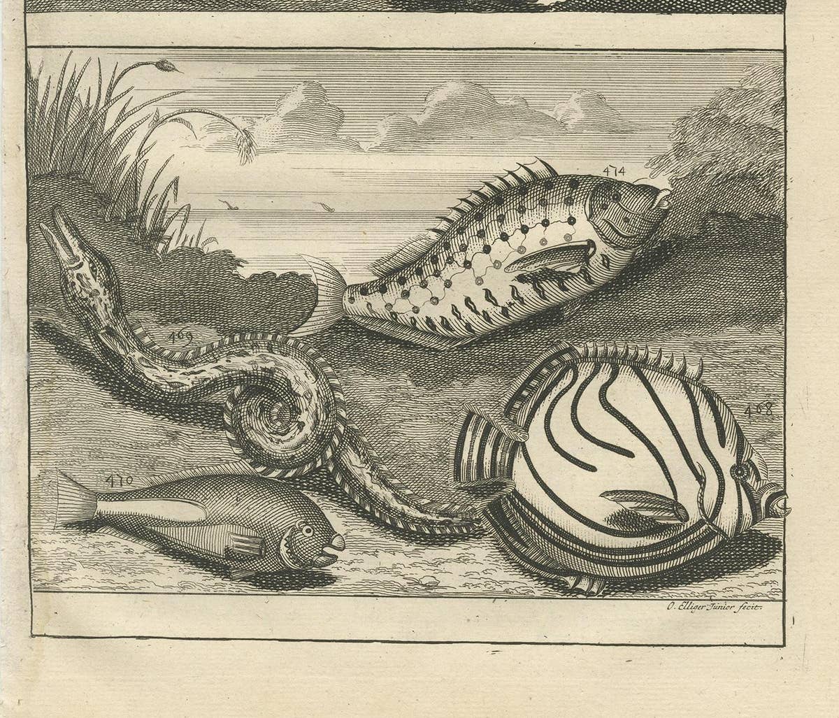 Antique Print of Fish Species 'No. 468' by Valentijn, 1726