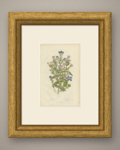 Antique Print of Five British Gentians, Blue Alpine Flowers, circa 1873