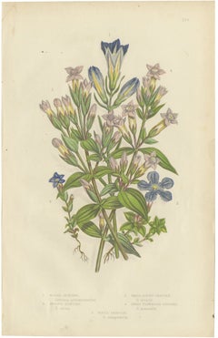 Antique Print of Five British Gentians, Blue Alpine Flowers, circa 1873