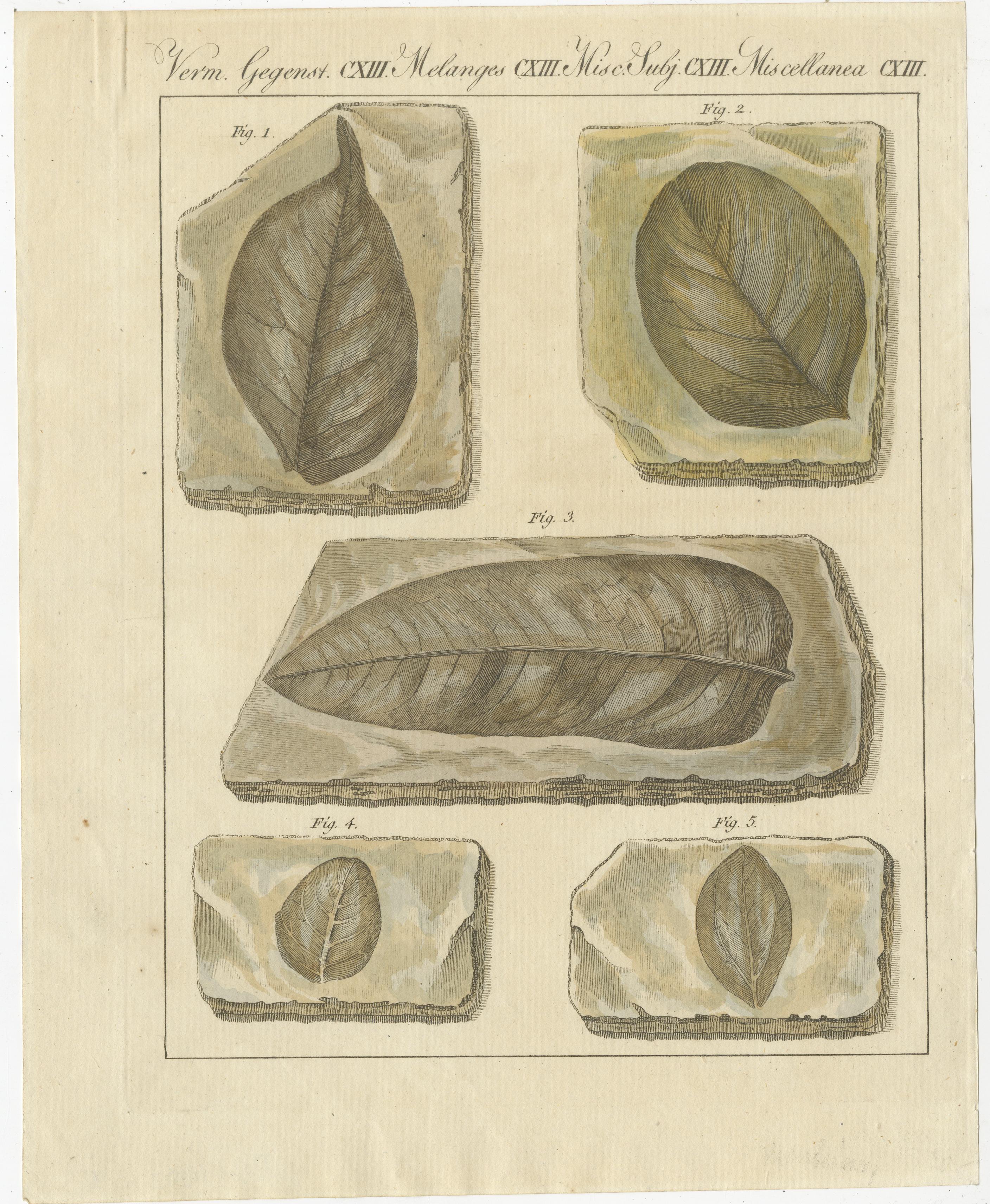 Original antique print of fossil leaves from the Prehistoric period. This print originates from 'Bilderbuch fur Kinder' by F.J. Bertuch. Friedrich Johann Bertuch (1747-1822) was a German publisher and man of arts most famous for his 12-volume