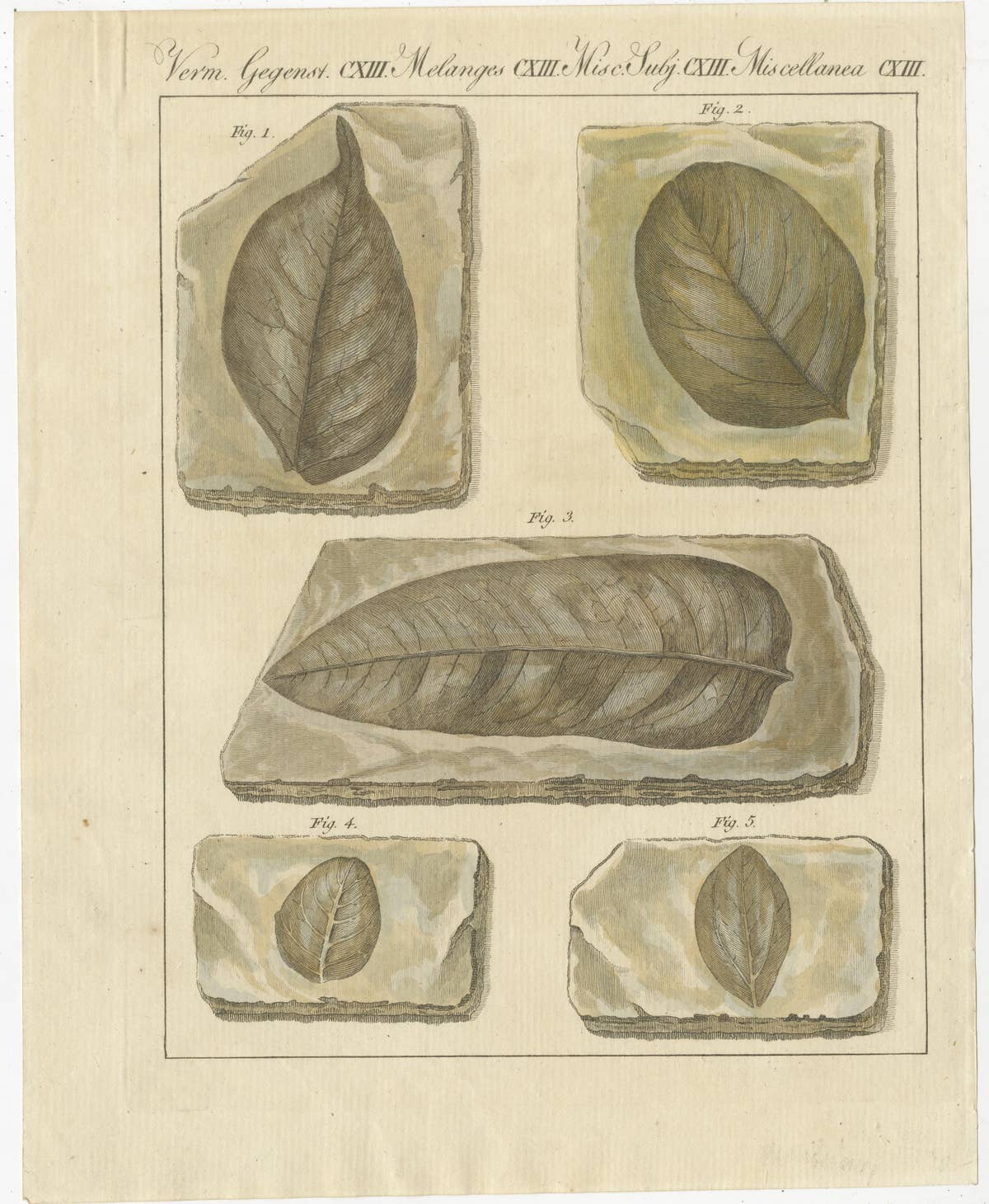 Antique Print of Fossil Leaves from the Prehistoric Period