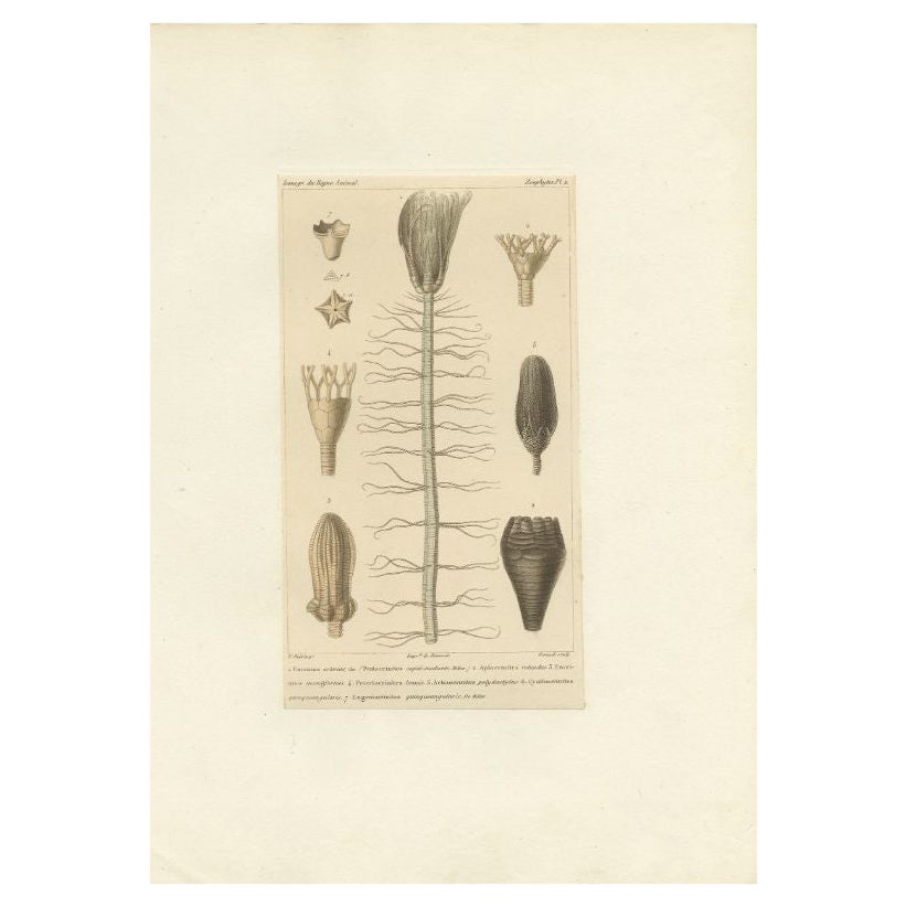 Gravure ancienne de Fossiles et autres formes de vie marine par Guérin, c.1829