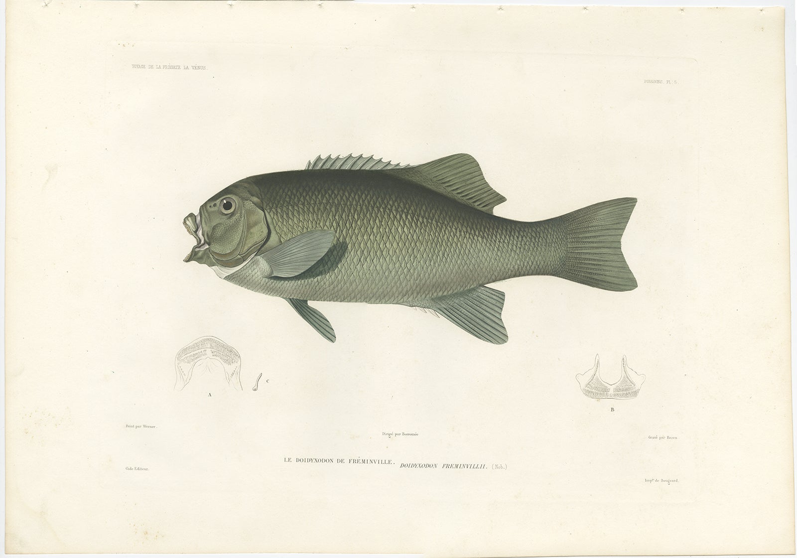 Antique Print of Fréminville’s Reef Fish – Hand-Colored French Lithograph, 1846

This rare and beautifully hand-colored lithograph features an unidentified tropical fish labeled Doidodxon Fremminvillii, a name that appears to be obsolete or