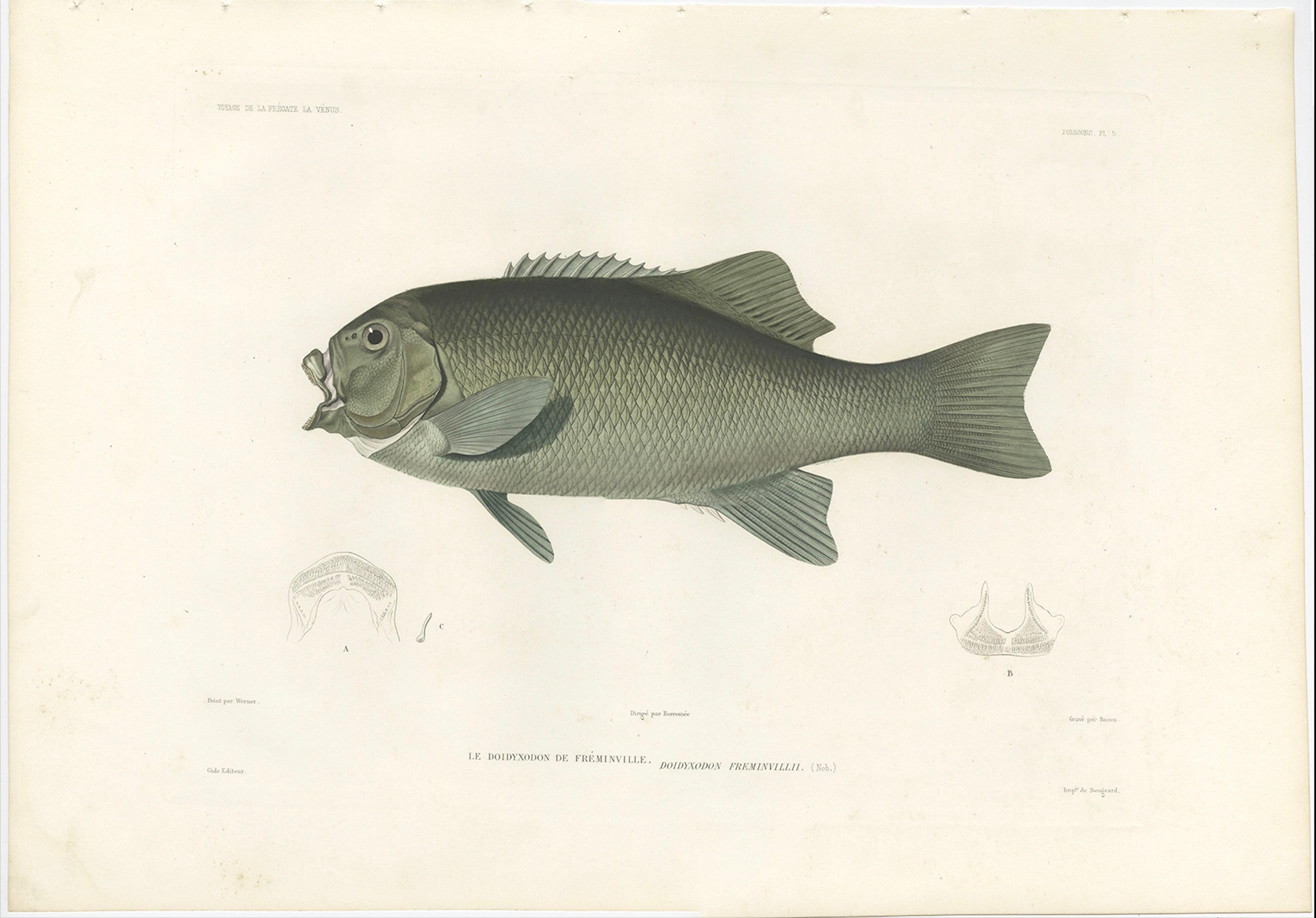 Antique Print of Fréminville’s Reef Fish – Hand-Colored French Lithograph, 1846 In Good Condition For Sale In Langweer, NL