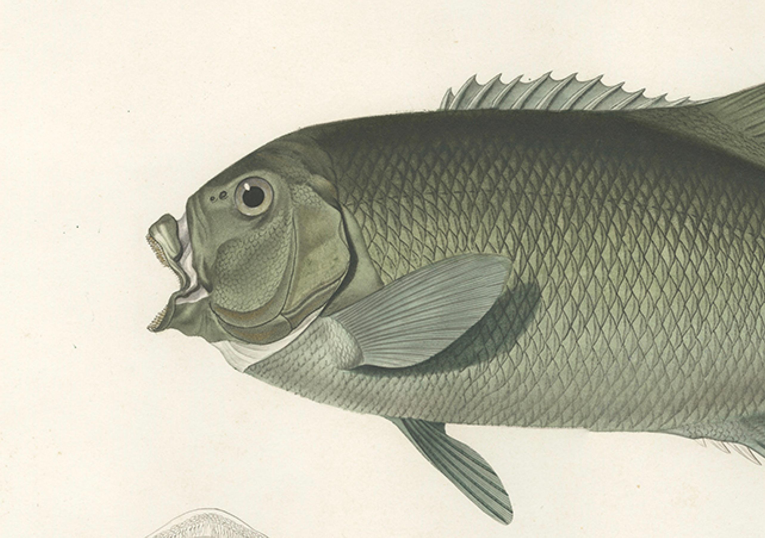 19th Century Antique Print of Fréminville’s Reef Fish – Hand-Colored French Lithograph, 1846 For Sale