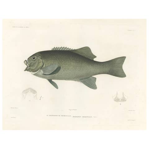 Antique Print of Fréminville’s Reef Fish – Hand-Colored French Lithograph, 1846