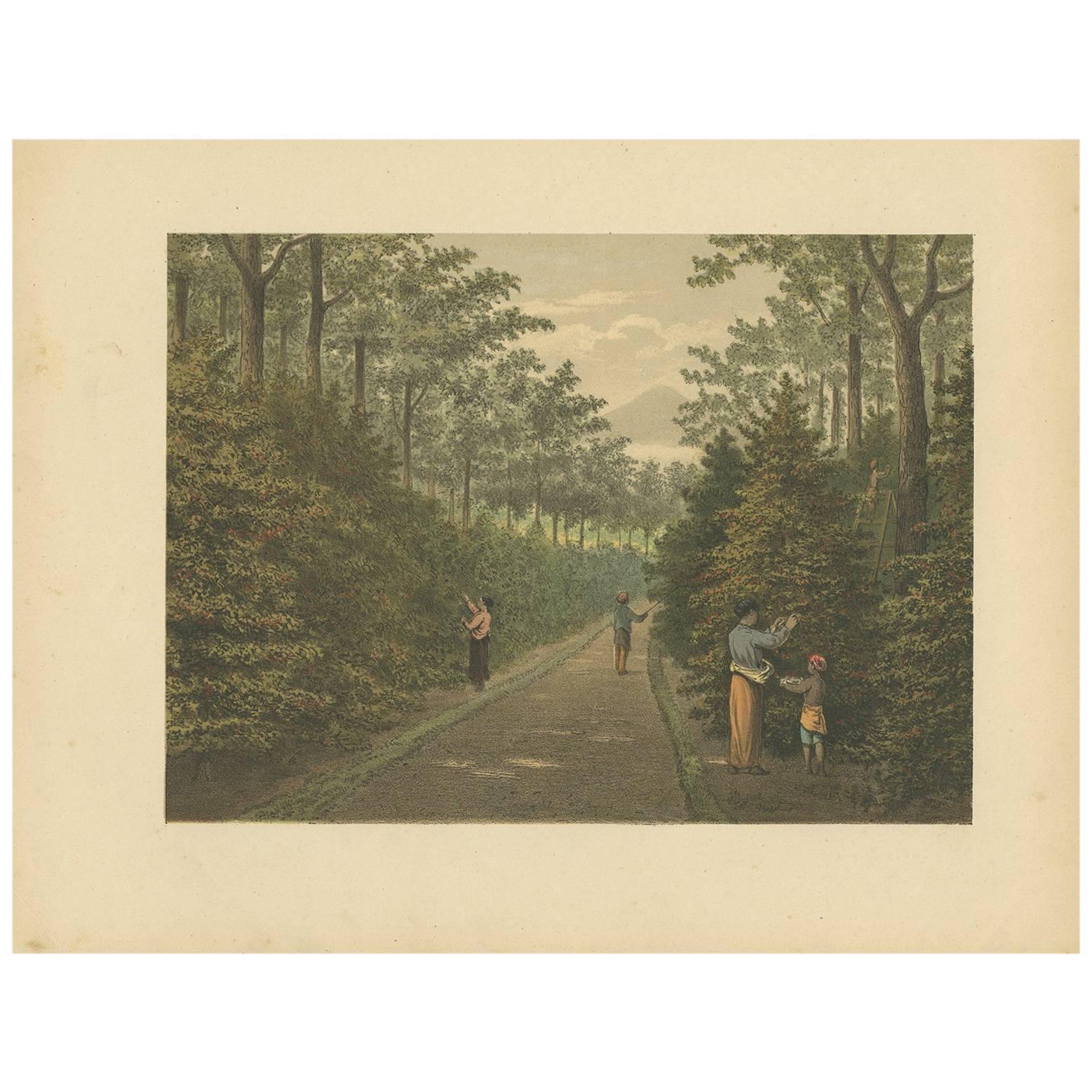 Antique Print of Fruit Farming on Java by M.T.H. Perelaer, 1888