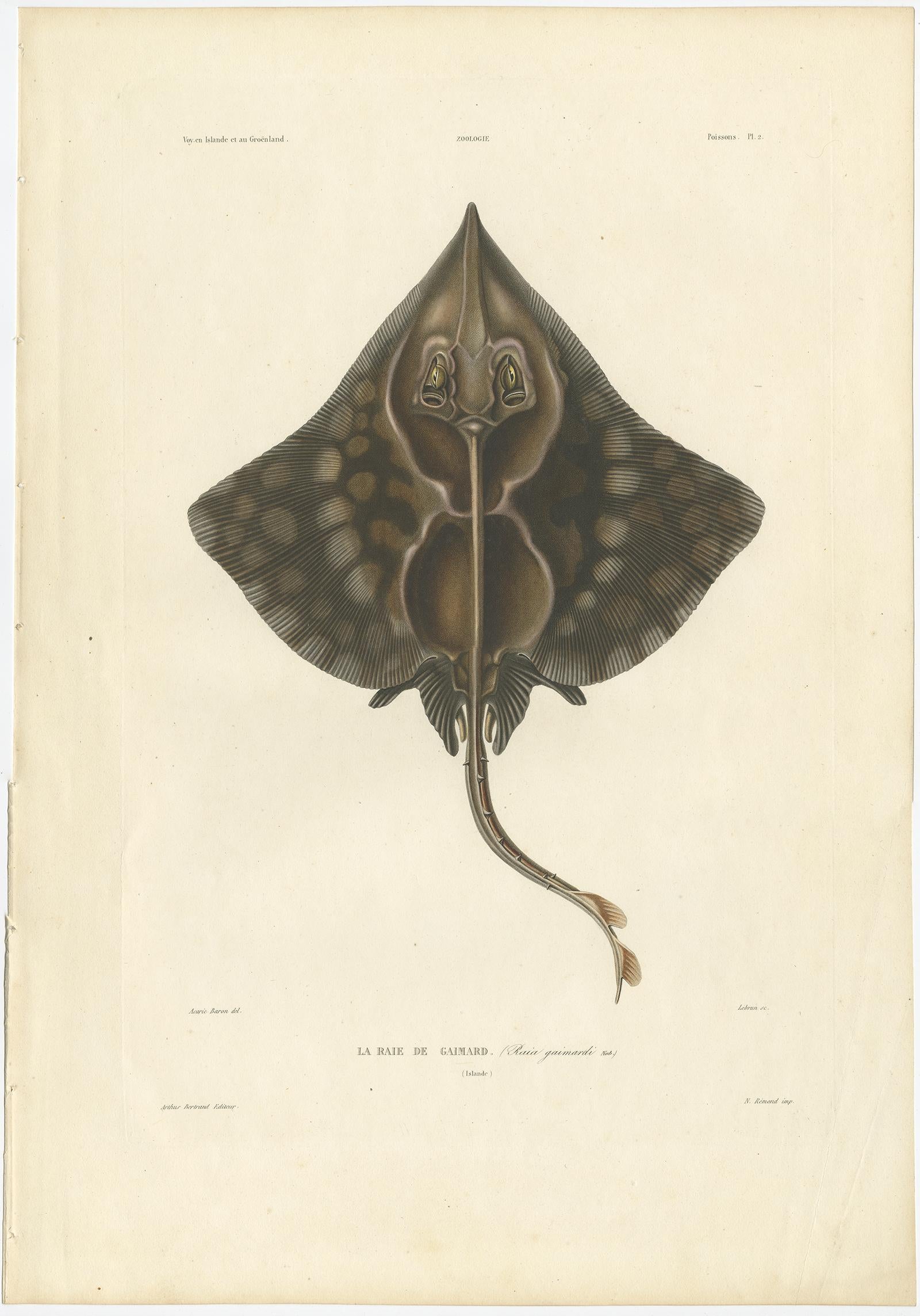 Antique Print of Gaimard’s Skate – Raia gaimardi – Hand-Colored Lithograph, 1845

This beautifully hand-colored lithograph depicts *Raia gaimardi*, commonly referred to as Gaimard’s Skate, a rare Arctic species found in the cold waters around