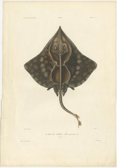Antique Print of Gaimard’s Skate – Raia gaimardi – Hand-Colored Lithograph, 1845