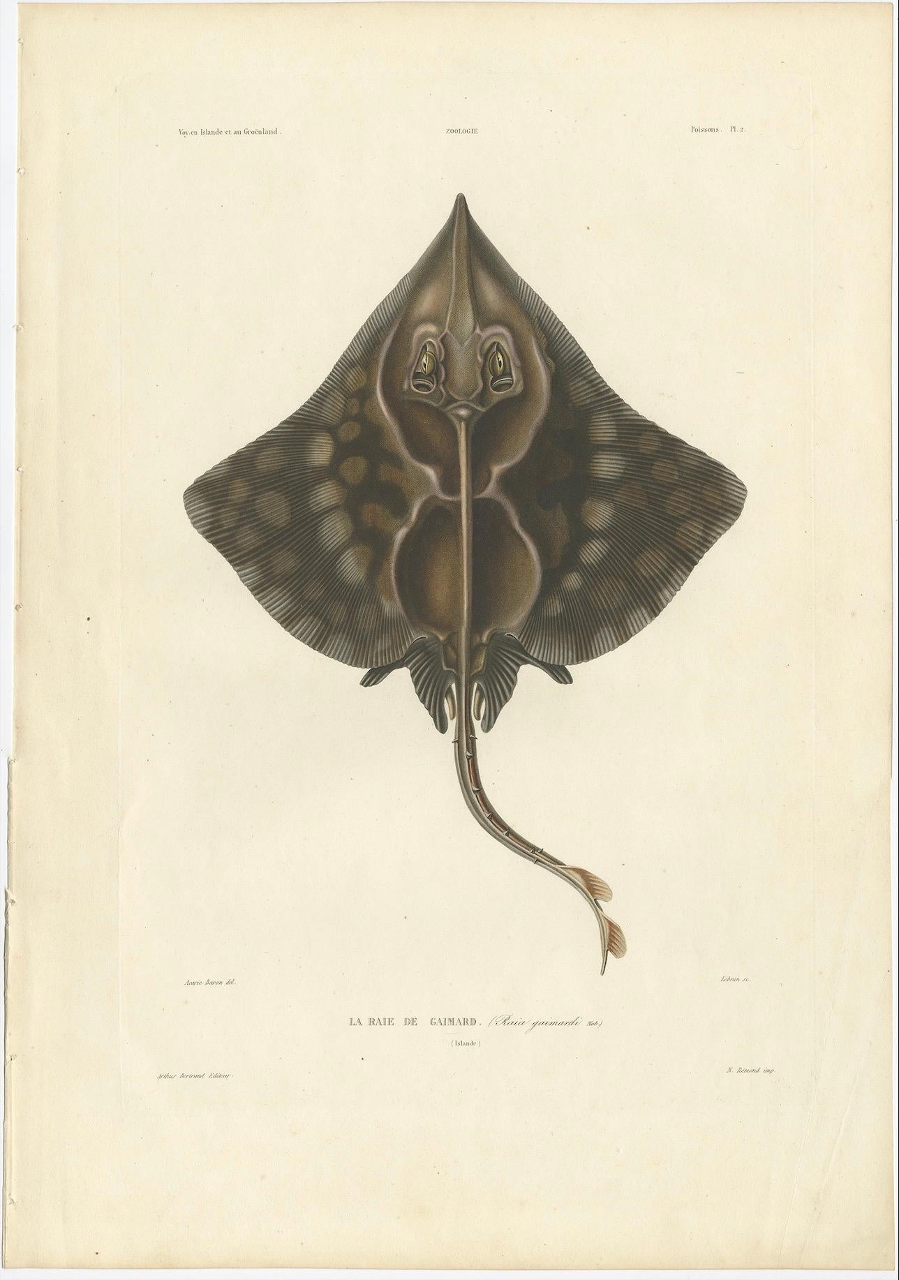 French Antique Print of Gaimard’s Skate – Raia gaimardi – Hand-Colored Lithograph, 1845 For Sale
