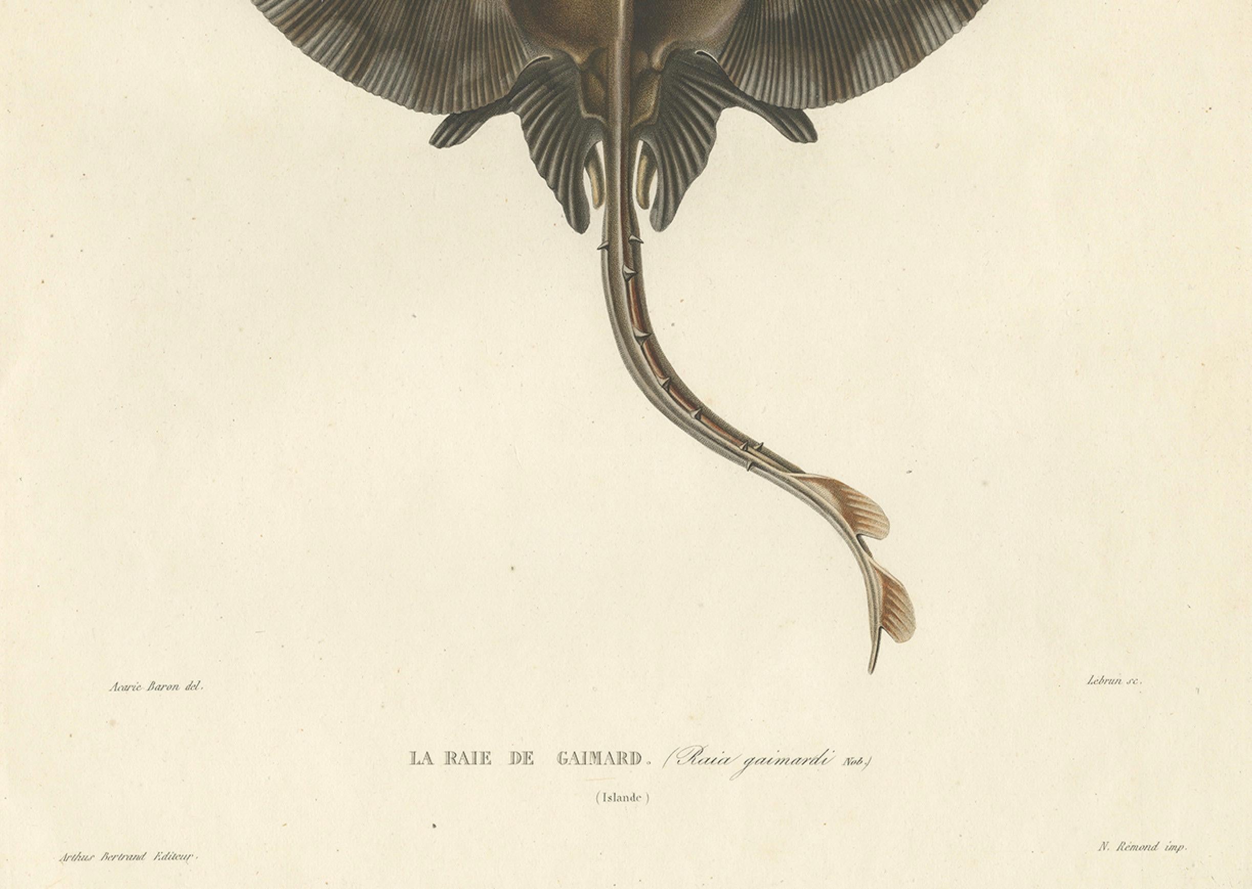 Antique Print of Gaimard’s Skate – Raia gaimardi – Hand-Colored Lithograph, 1845 In Good Condition For Sale In Langweer, NL