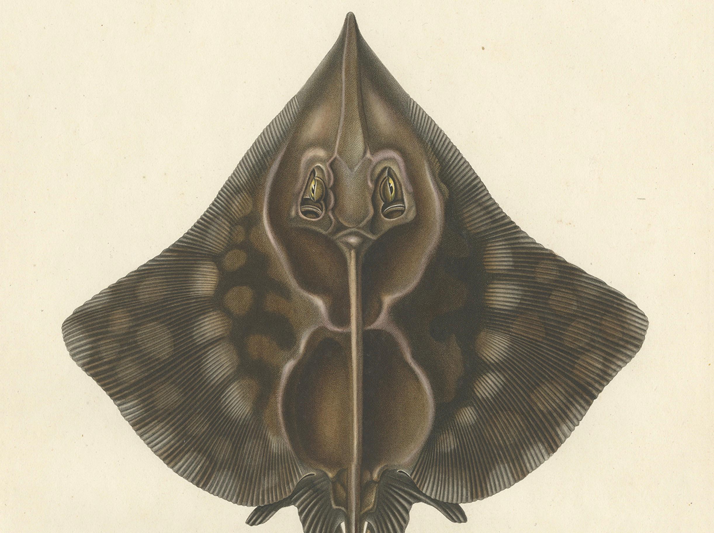 19th Century Antique Print of Gaimard’s Skate – Raia gaimardi – Hand-Colored Lithograph, 1845 For Sale