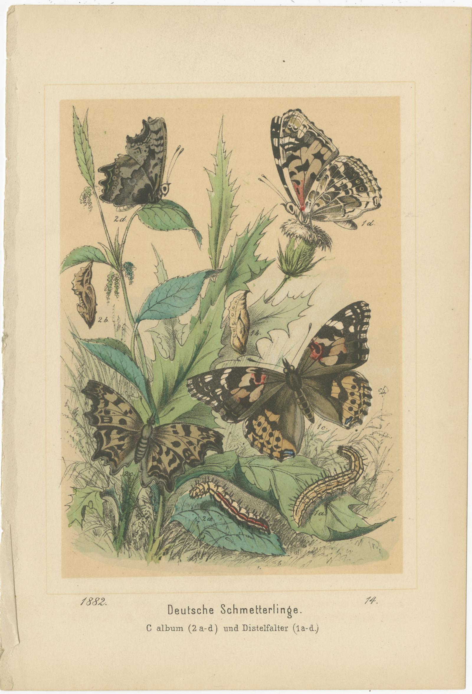 Antique print titled 'Deutsche Schmetterlinge'. Original old print of German butterflies. Source unknown, to be determined. Published circa 1890.