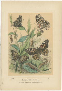 Antique Print of German Butterflies, circa 1890