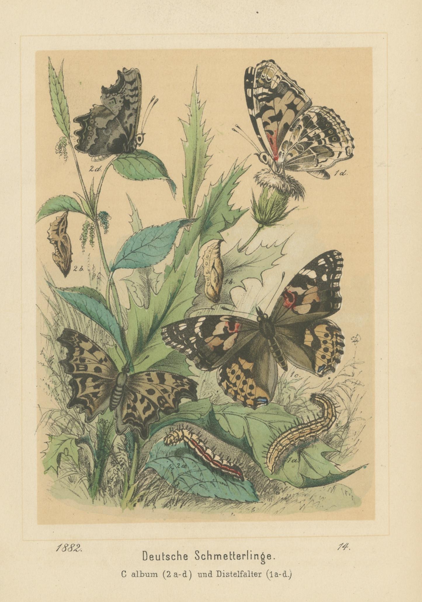 Antique Print of German Butterflies In Good Condition For Sale In Langweer, NL