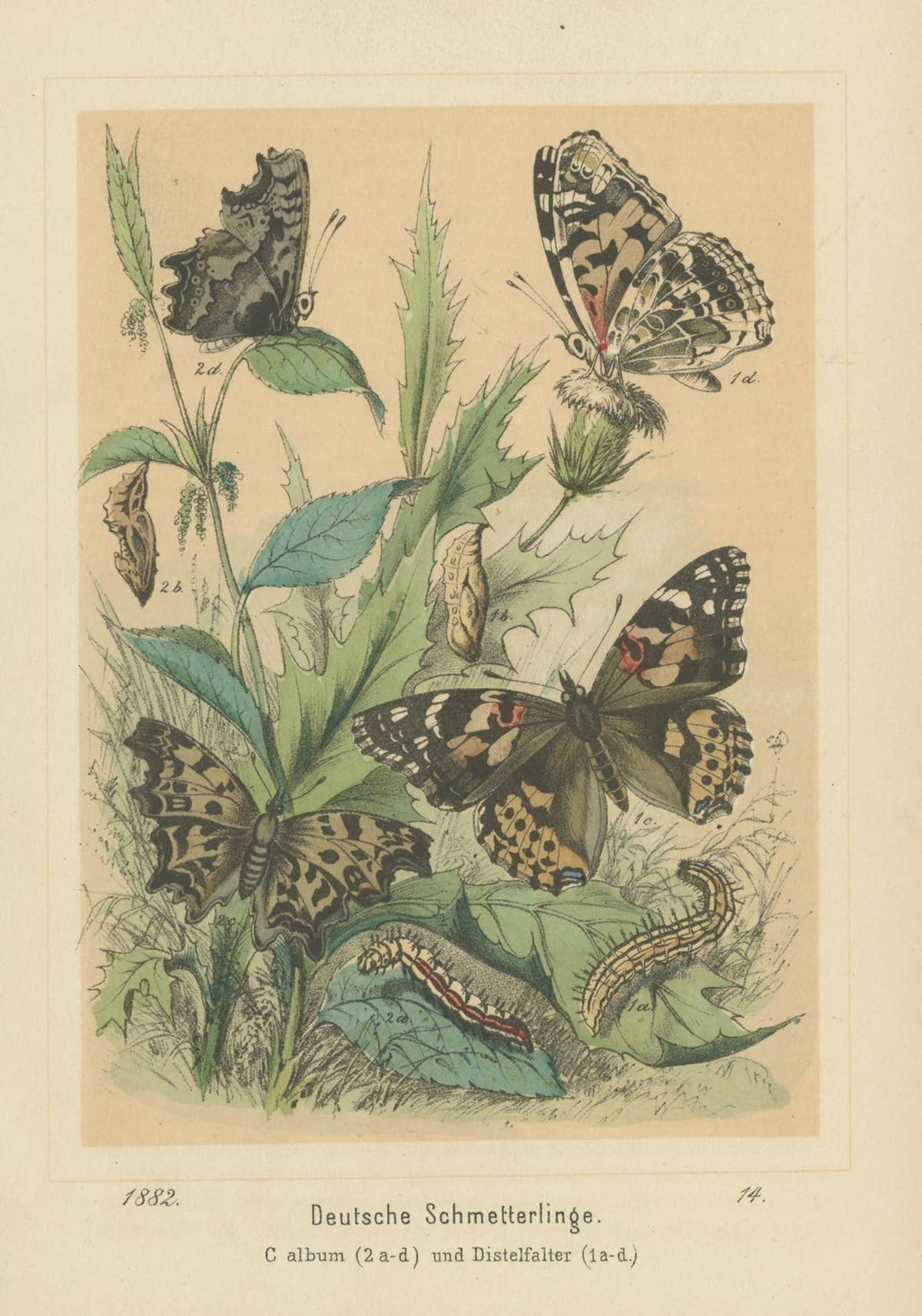 Antique Print of German Butterflies, circa 1890