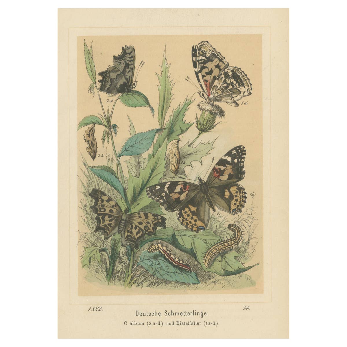 Antique Print of German Butterflies, circa 1890