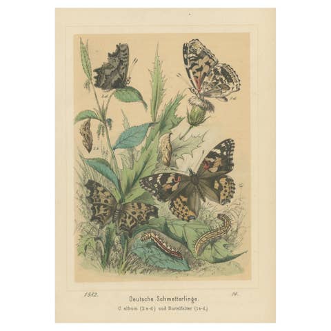 Antique Print of German Butterflies, circa 1890