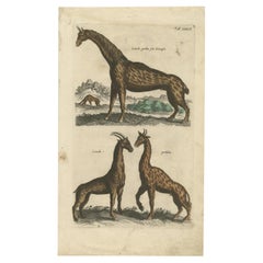 Antique Print of Giraffes by Jonston, '1678'