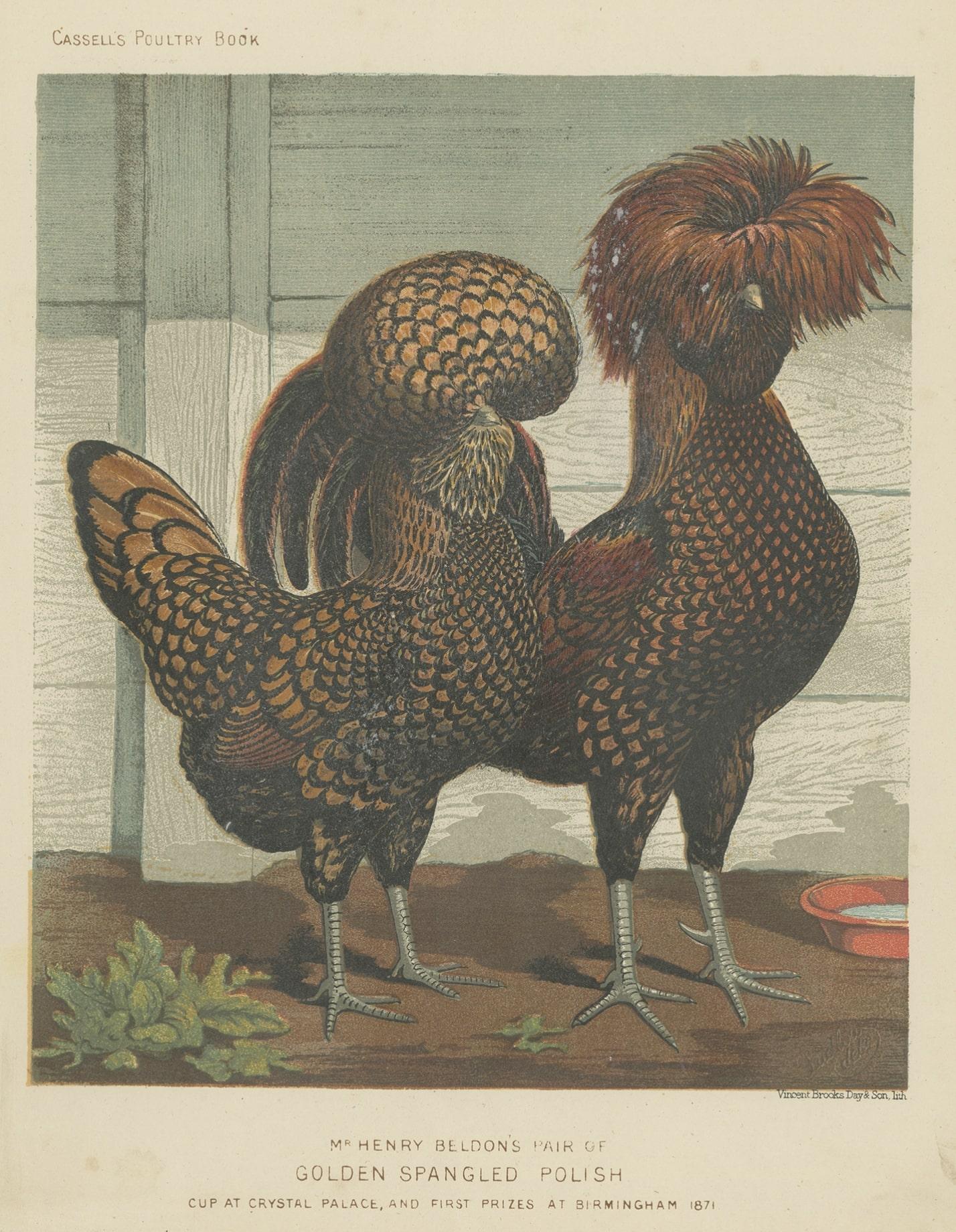 19th Century Antique Print of Golden Spangled Polish Chicken by Cassell (c.1880) For Sale