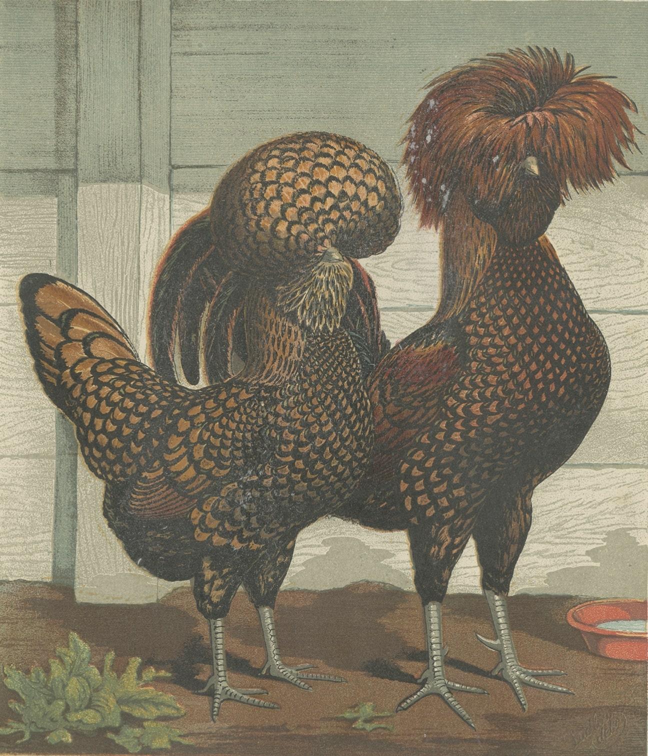 Antiker Druck eines golden gesprenkelten polnischen Hühneres von Cassell (ca. 1880) (Papier) im Angebot
