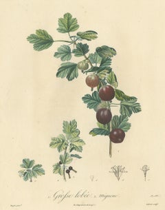 Antique Print of Gooseberry by Du Monceau, circa 1820
