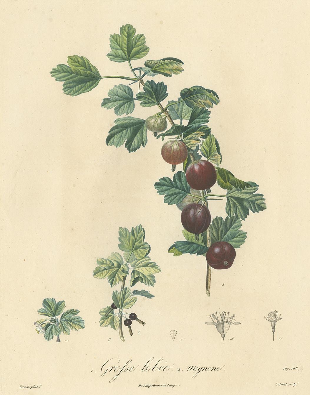 Impression ancienne d'oieberry par Du Monceau, vers 1820 Bon état - En vente à Langweer, NL
