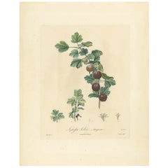 Impression ancienne d'oieberry par Du Monceau, vers 1820
