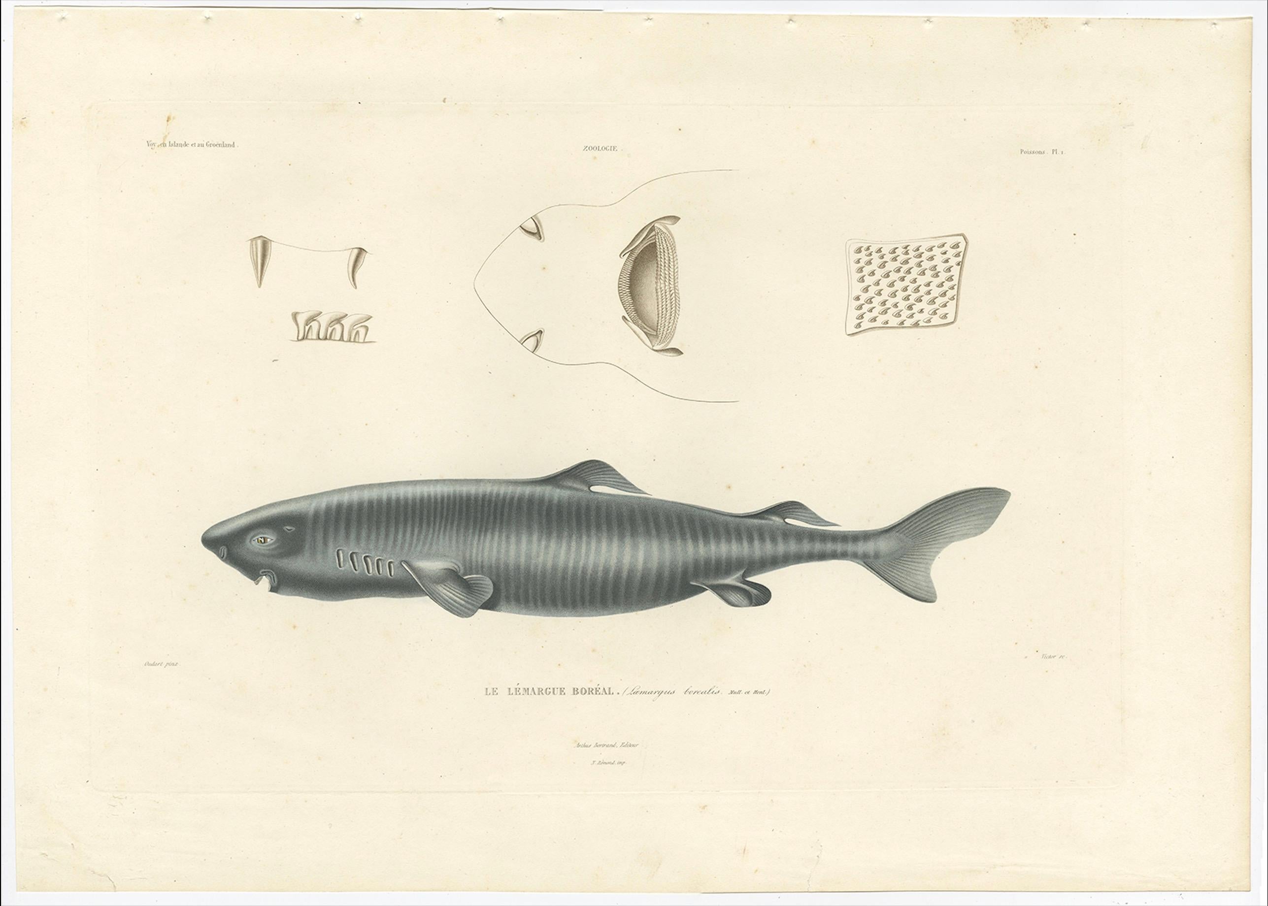 Antique Print of Greenland Shark with Anatomical Details – Paris, 1845

This rare hand-colored lithograph features a detailed scientific illustration of Somniosus borealis (now more commonly known as Somniosus microcephalus), the Greenland Shark.