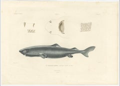 Antique Print of Greenland Shark with Anatomical Details – Paris, 1845