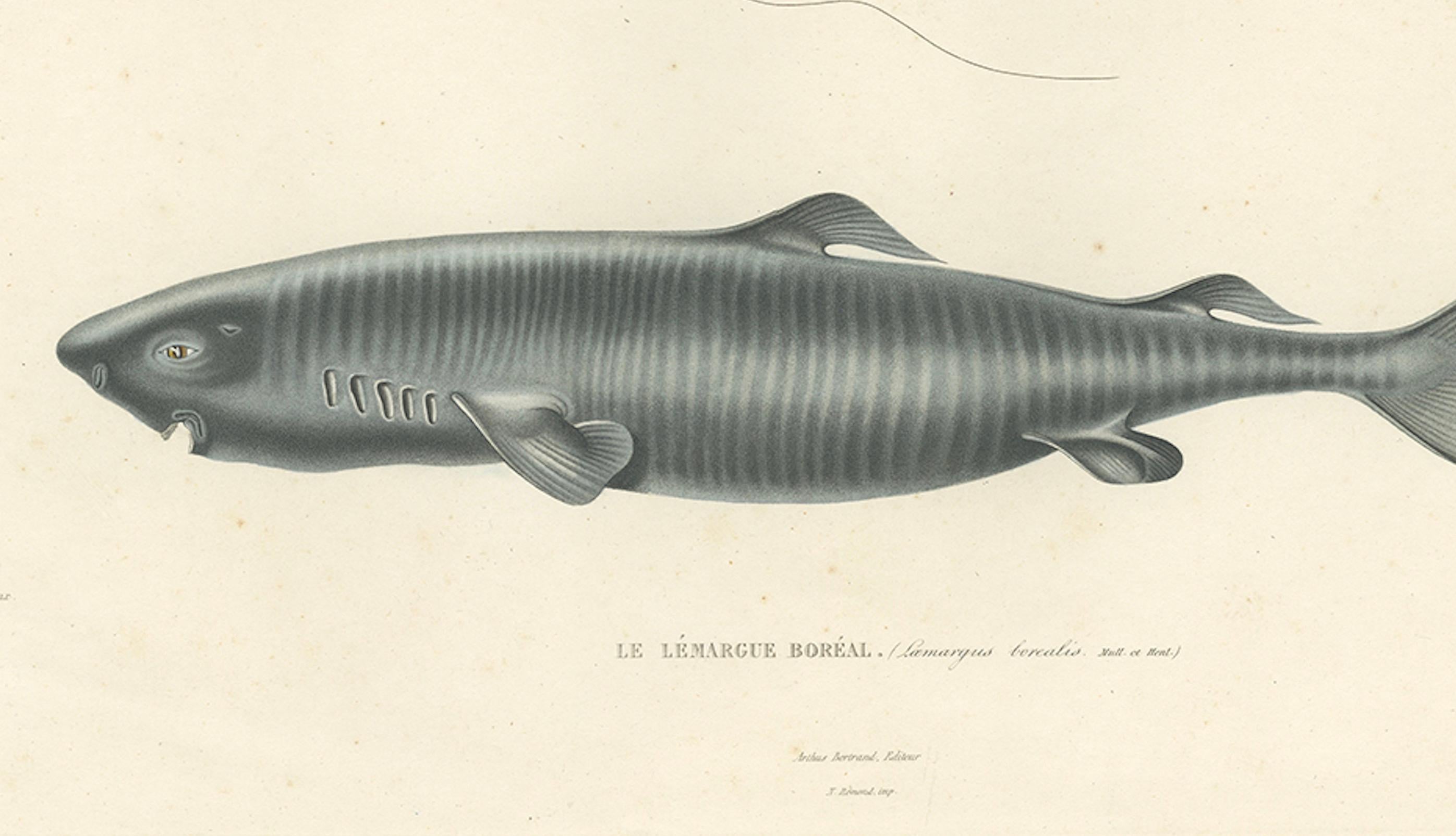 French Antique Print of Greenland Shark with Anatomical Details – Paris, 1845 For Sale