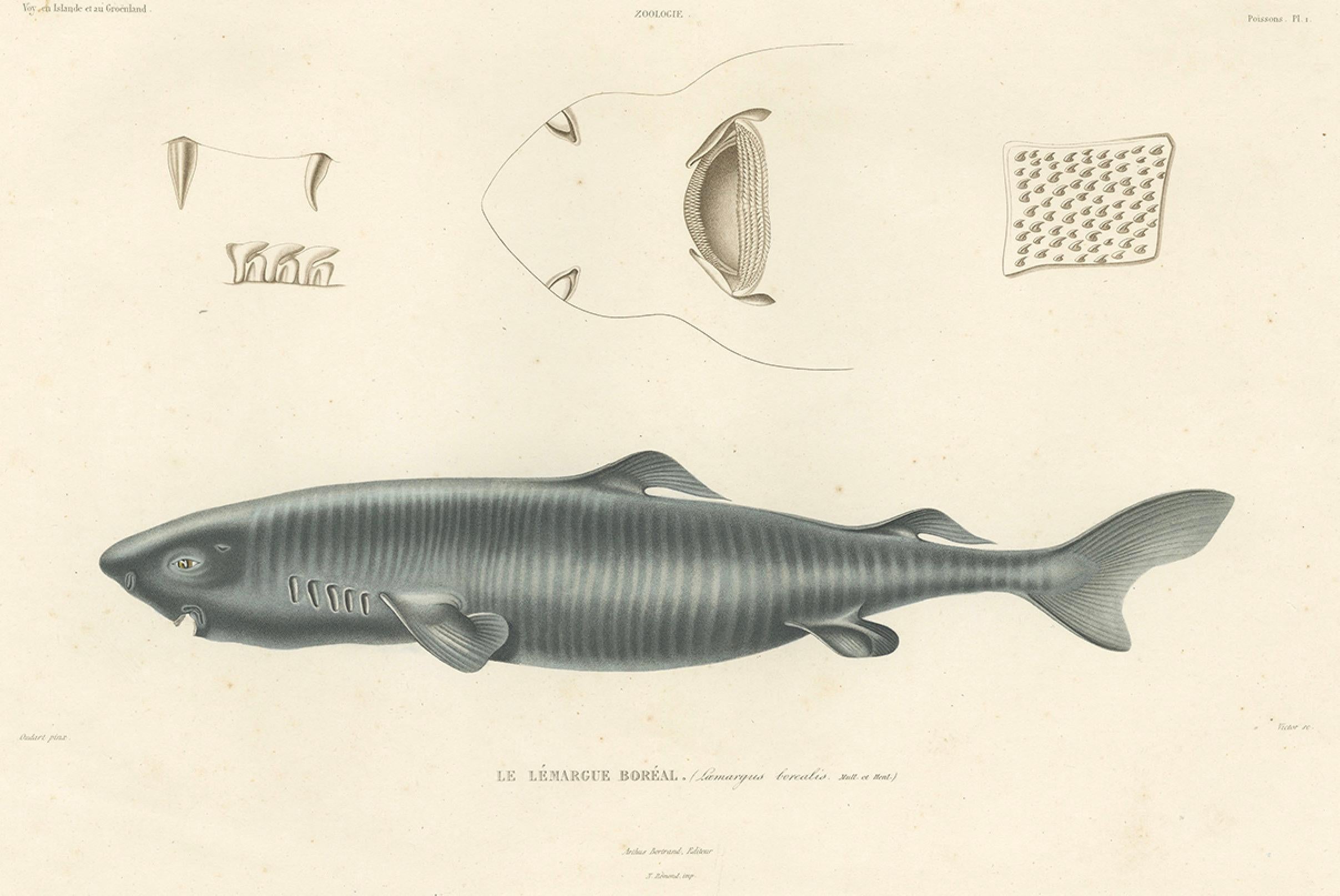 Antique Print of Greenland Shark with Anatomical Details – Paris, 1845 In Good Condition For Sale In Langweer, NL