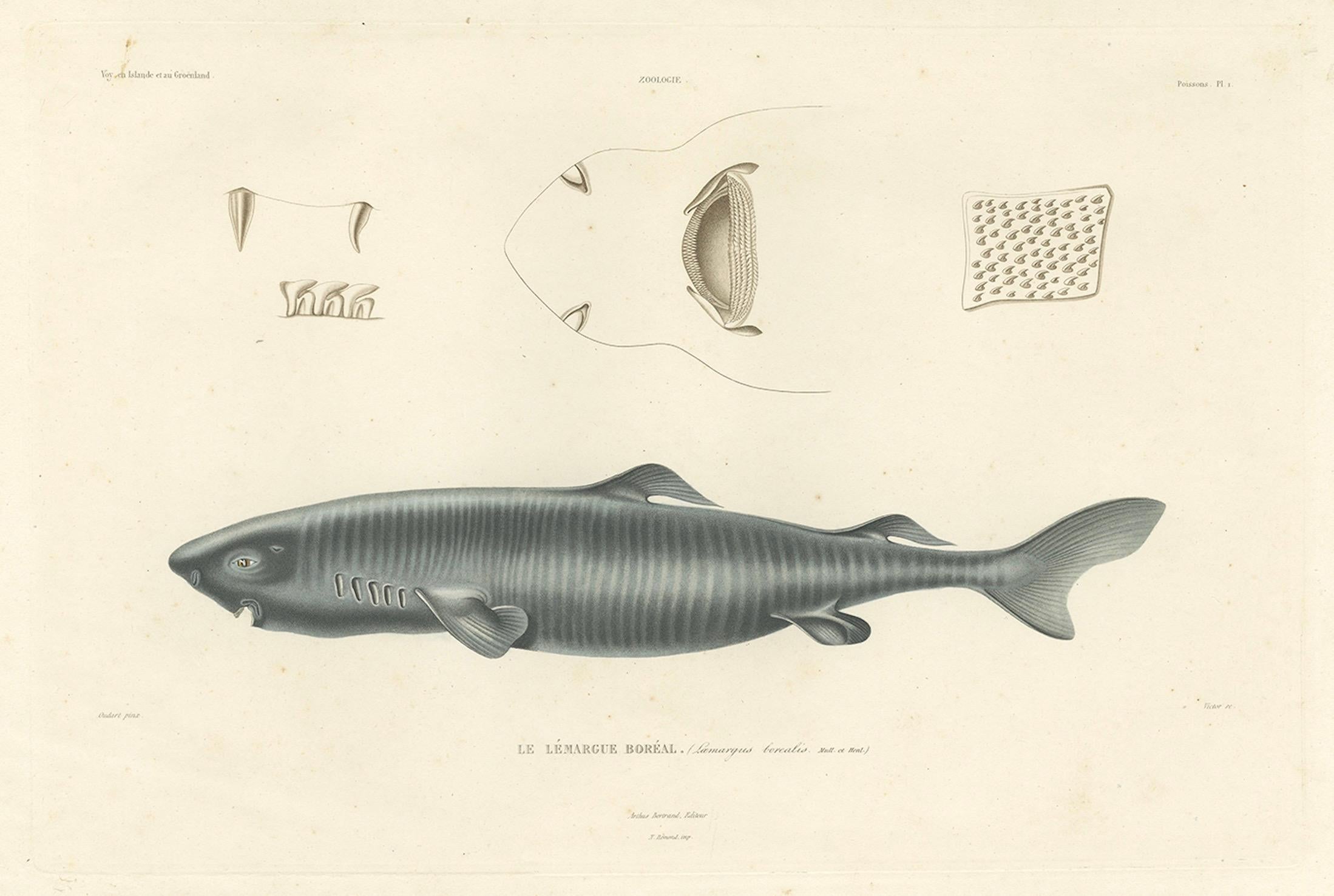 19th Century Antique Print of Greenland Shark with Anatomical Details – Paris, 1845 For Sale