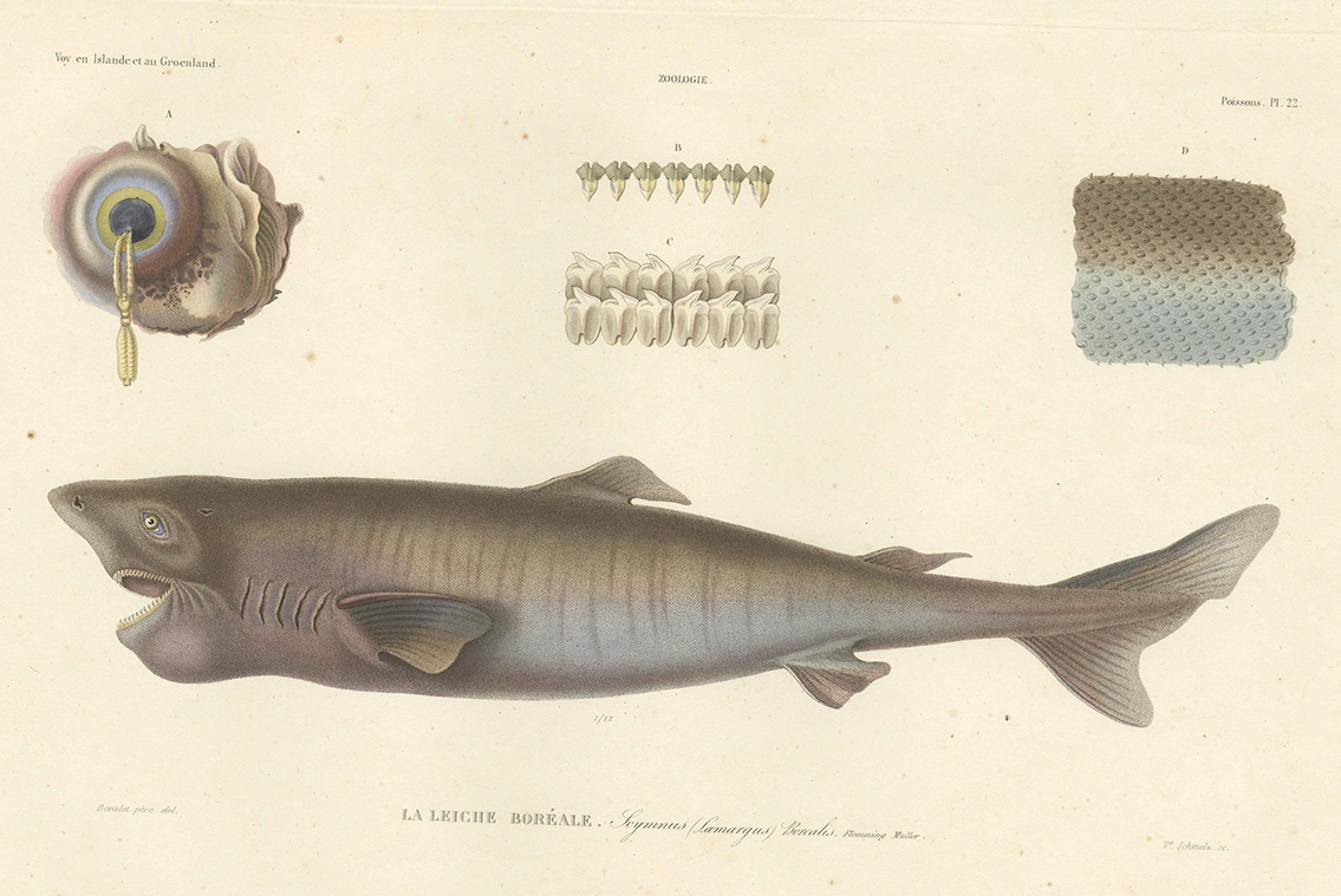 Antique Print of Greenland Shark with Detail Views – Paris, circa 1845

This finely detailed hand-colored lithograph features La Liche Boréale — the Greenland Shark (Squalus (Somniosus) borealis), as it was classified in the 19th century. The
